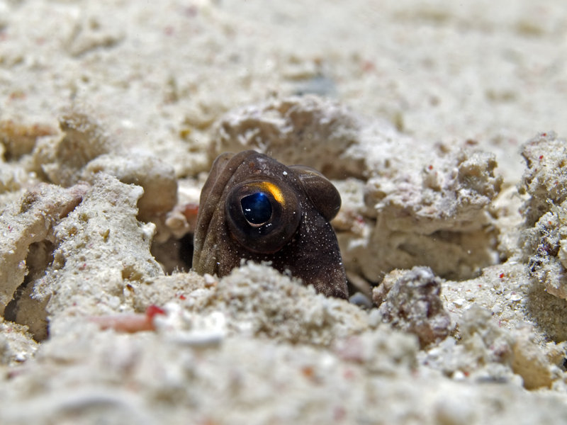 Goby, Mabul, Paradise 1 and 2